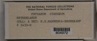 Physarum cinereum image